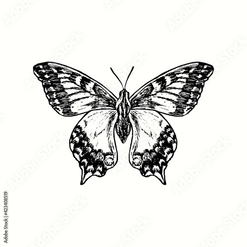 Papilio machaon, the Old World swallowtail, common yellow swallowtail butterfly front view. Ink black and white doodle drawing in woodcut style. 