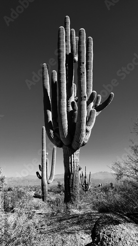 Large Saguaro Cactus
