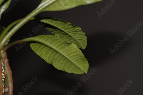 Ficus elastic plant rubber tree on a light background. Shadow of ficus on the wall. Macro ficus.