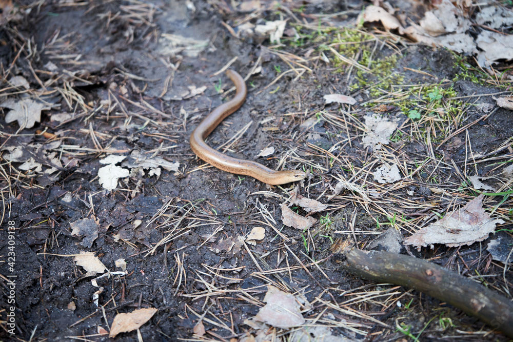 Anguis fragilis, padalec zwyczajny Anguis fragilis, padalec zwyczajny