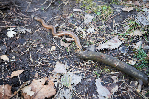 Anguis fragilis, padalec zwyczajny  photo