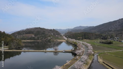 桜　花　桜並木　京都　亀岡市　平の沢池　春　4K
空撮　池