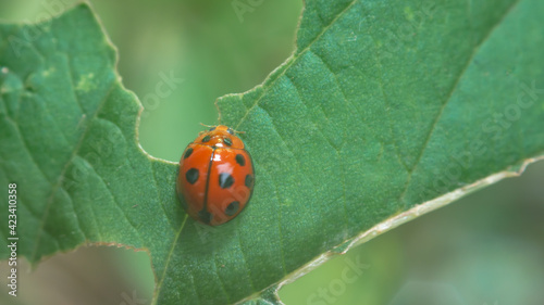 ladybug on leaf © itsuky