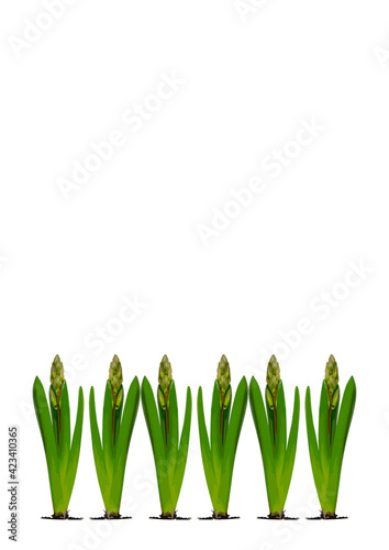 Spring. They cursed from the bulbs of hyacinth. Frame on a vertical white sheet of A4 format.
