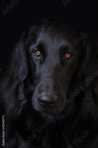 Head of a Flat Coated Retriever who looks into the camera with his faithful look and beautiful brown eyes. Vertical image, black background © Henk Vrieselaar