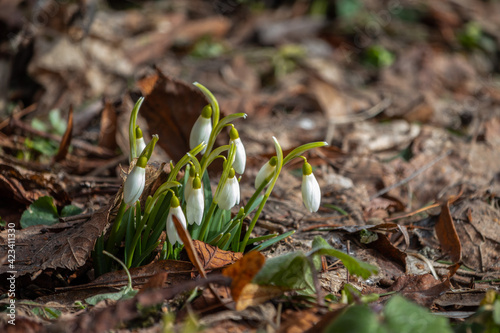 snowdrop flowers growing in the forest