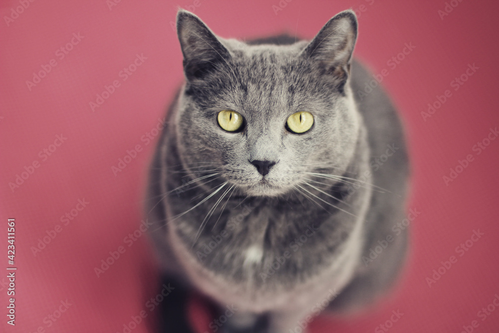Fototapeta premium portrait of a cat