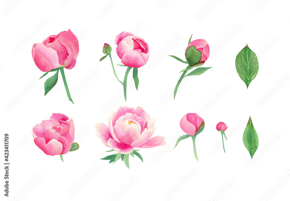Peony flowers set. Watercolor botanical illustration with delicate peonies flower, bud, petal, leaves Peony flowers set. Watercolor botanical illustration with delicate peonies flower, bud, petal, leaves