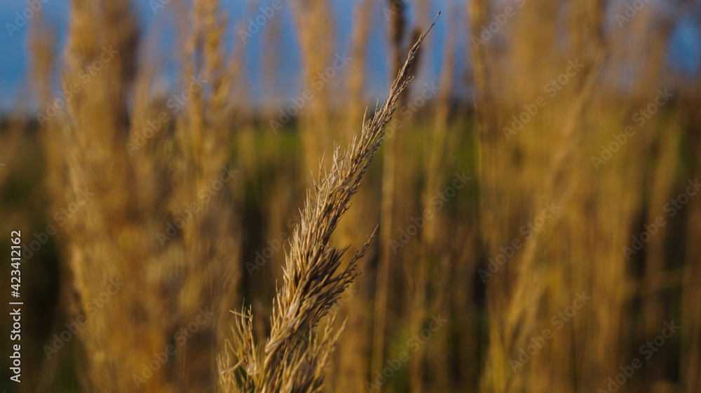 Fototapeta premium ears of wheat