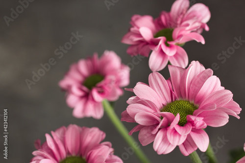 Close-up of pink chrysanthemums against a blurred background with selective focus. With copy space.