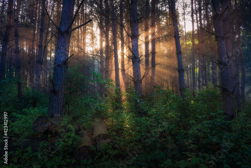 a path in a misty forest on a wooden footbridge and the first rays of the rising sun breaking through trees and fog - poleski national park