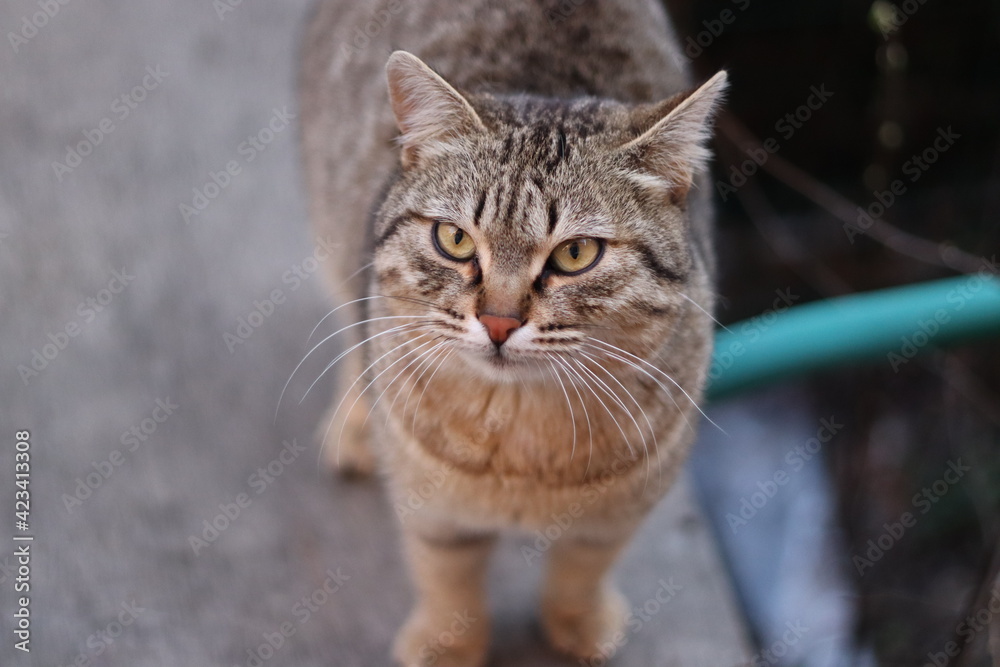 portrait of a cat