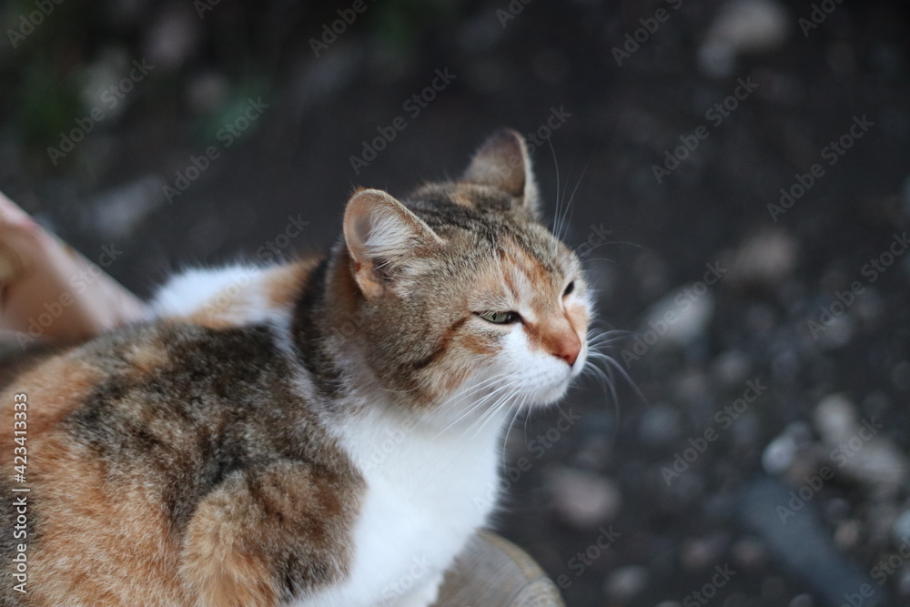 cat in the snow