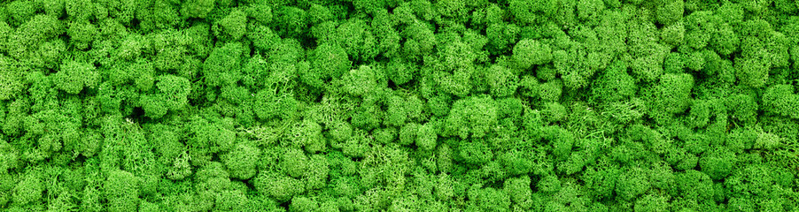 Moss texture background, panoramic banner with green reindeer moss