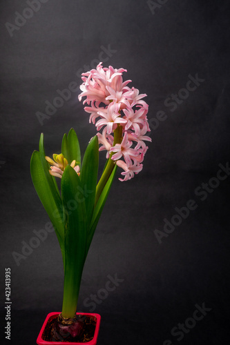 pink blooming hyacinth on a black background