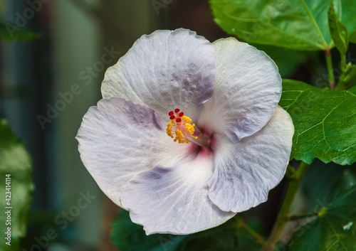 Fleur d'hibiscus