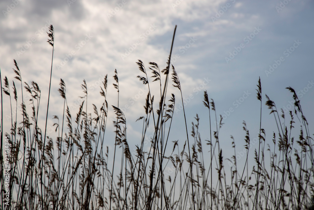Obraz premium reeds and cloudy sky
