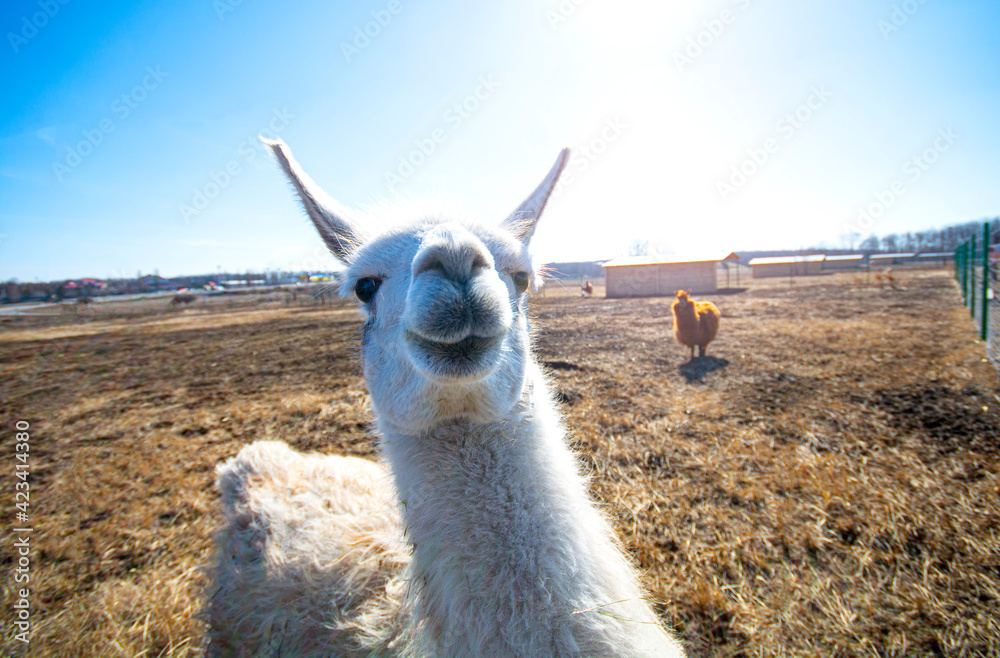 Fototapeta premium Cute alpaca posing on camera closeup.