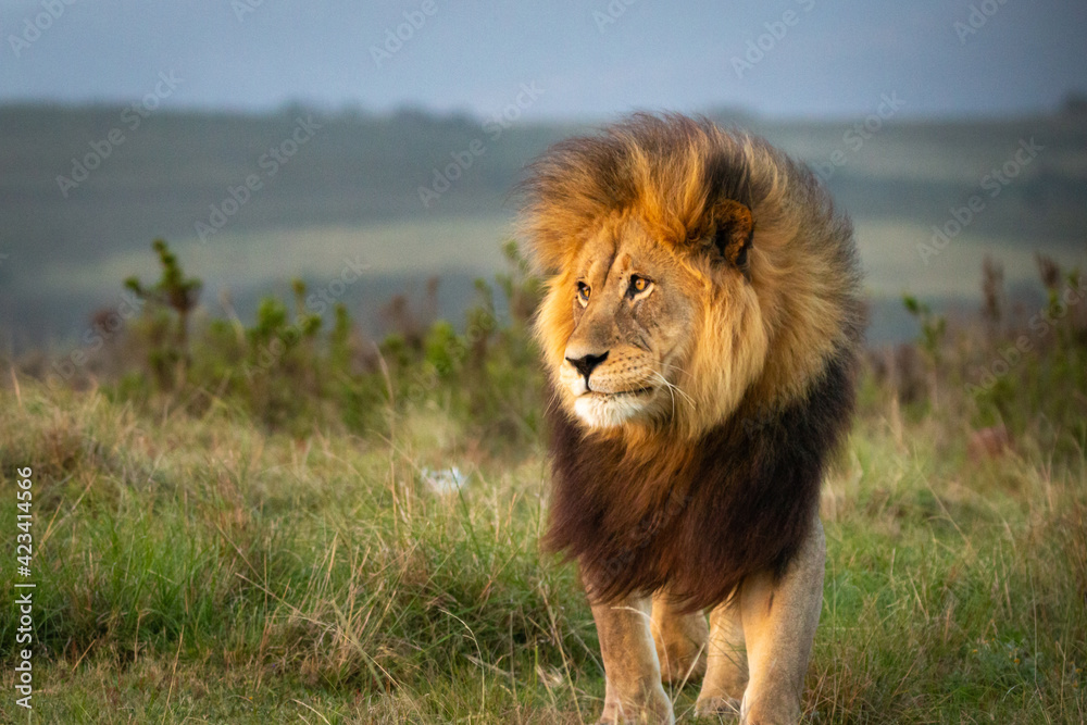 Male lion in South Africa walking through grass .