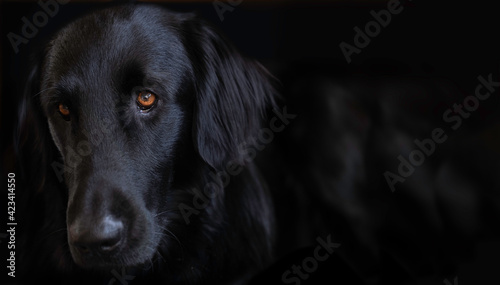 Flat Coated Retriever looks into the camera with his faithful look and beautiful brown eyes. Focus on the eye. Copy space, black background