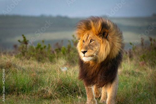 Male lion in South Africa walking through grass .