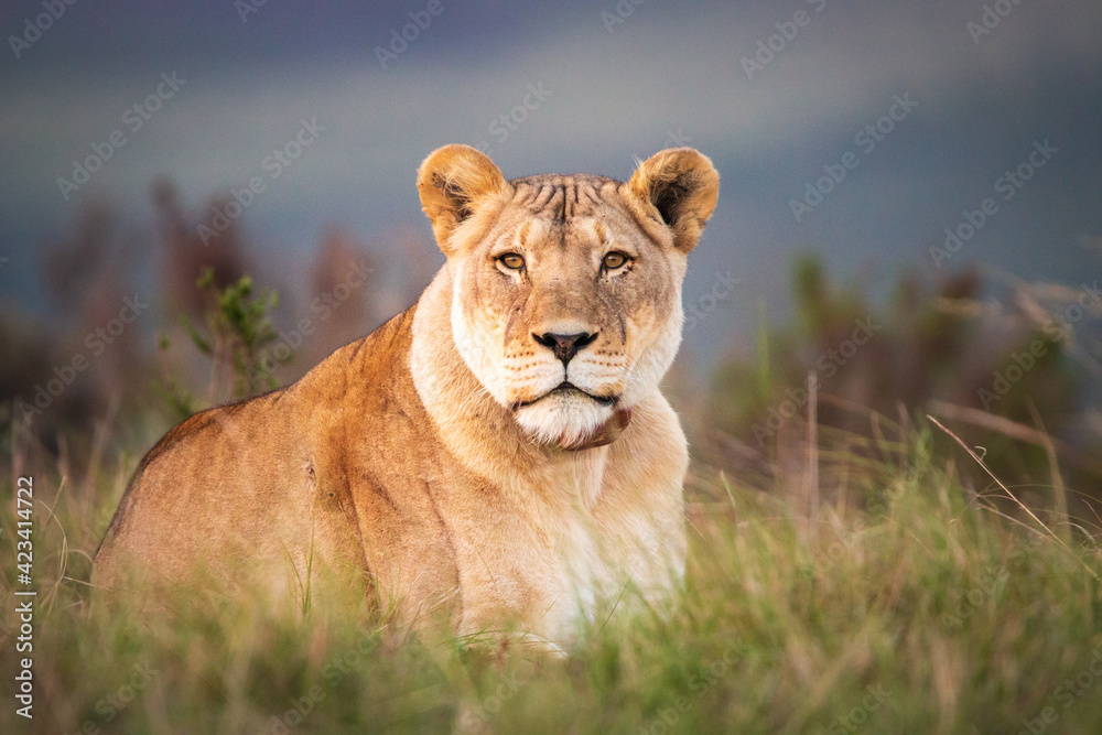 Fototapeta premium A single female lion in South Africa lying in the grass.