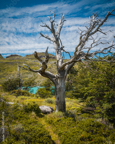 Old Tree, Chile, Torres del Paine National Park, Chile