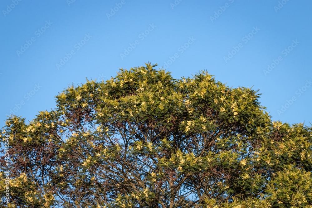 Obraz premium African Weeping wattle.