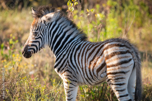 Cape Mountain Zebra foal .