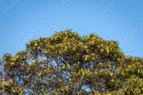 African Weeping wattle. photo