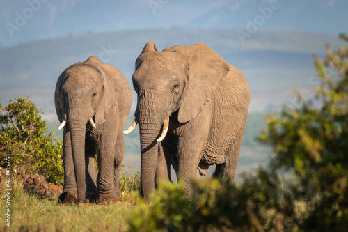 Elephants in South Africa.