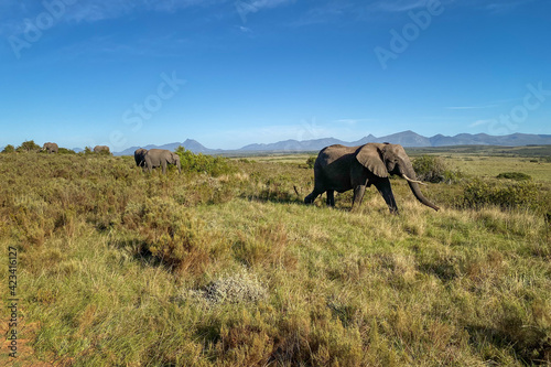 Elephants at wilderness area in South Africa.