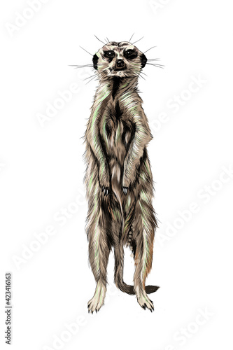 Meerkat from a splash of watercolor, colored drawing, realistic. Vector illustration of paints