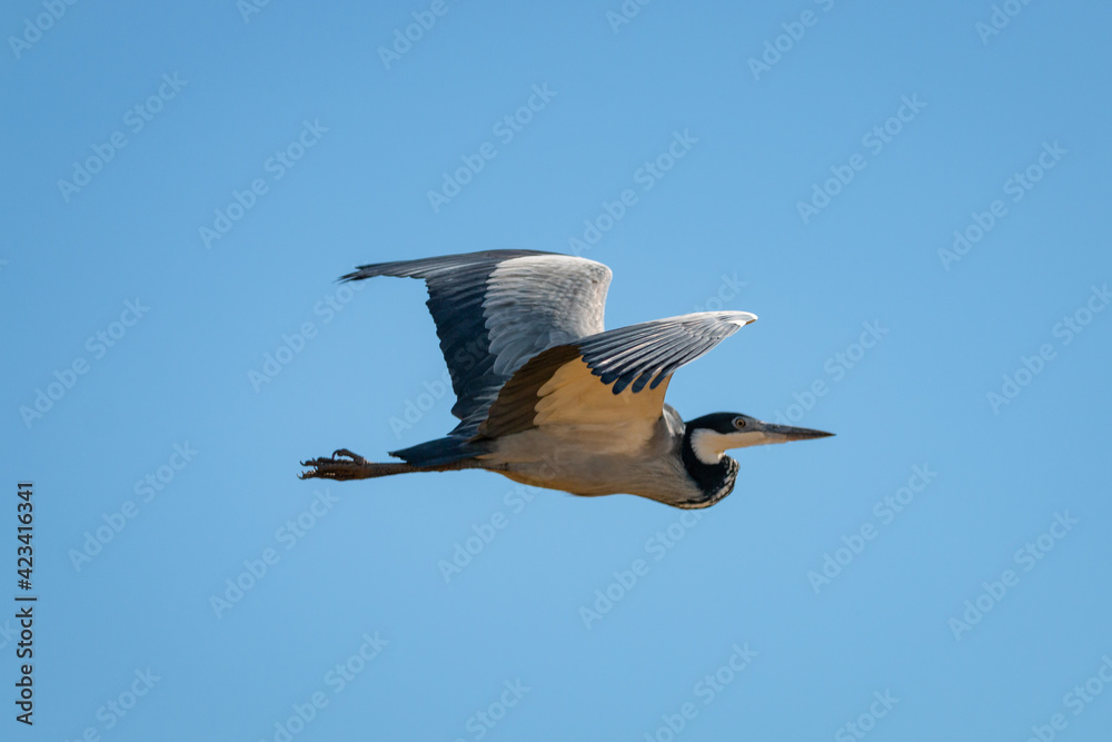 Obraz premium Black headed heron in flight.