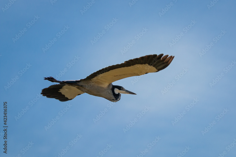 Obraz premium Black headed heron in flight.