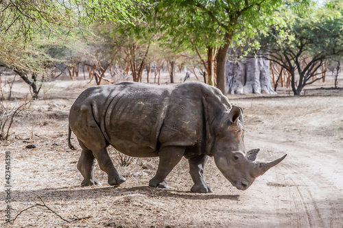 Bandia, Senegal, July 16, 2014, Rhinoceros in the Bandia reserve photo