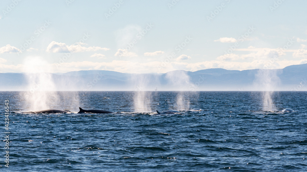 Naklejka premium Baleines