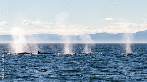Baleines
