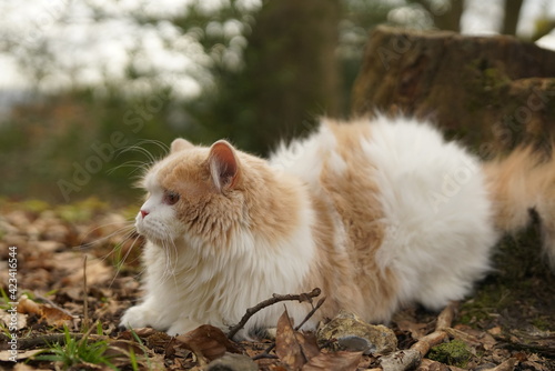 cat, animal, pet, kitten, fores, cute, feline, domestic, fur, kitty, grass, mammal, autumn, nature, pets, portrait, fluffy, eyes, outdoors, animals, young, tabby, adorable, outdoor, looking, leaves,  