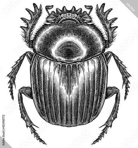 Engrave isolated scarab hand drawn graphic illustration