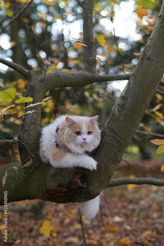 cat, animal, pet, kitten, fores, cute, feline, domestic, fur, kitty, grass, mammal, autumn, nature, pets, portrait, fluffy, eyes, outdoors, animals, young, tabby, adorable, outdoor, looking, leaves,  