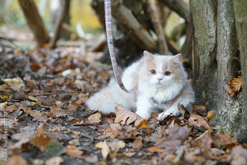 cat, animal, pet, kitten, fores, cute, feline, domestic, fur, kitty, grass, mammal, autumn, nature, pets, portrait, fluffy, eyes, outdoors, animals, young, tabby, adorable, outdoor, looking, leaves,  