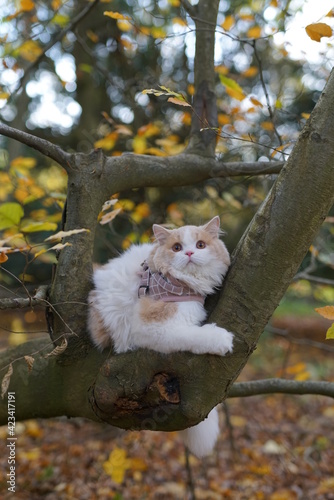 cat, animal, pet, kitten, fores, cute, feline, domestic, fur, kitty, grass, mammal, autumn, nature, pets, portrait, fluffy, eyes, outdoors, animals, young, tabby, adorable, outdoor, looking, leaves,  