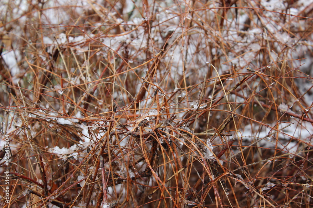 Fototapeta premium dried pine tree leaves
