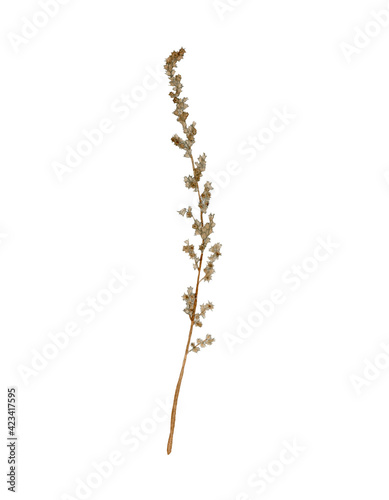 Watercolor illustration of a dry wild flower. Element dry branch on a white background, suitable for the design of fabric, paper, scrapbooking, scotch tape, packaging, postcards.