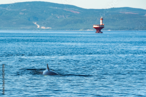 Baleine