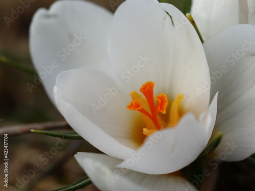 Close-up of a white saffron flower. Macro of a white flower on a brown background. Crocus albiflorus.