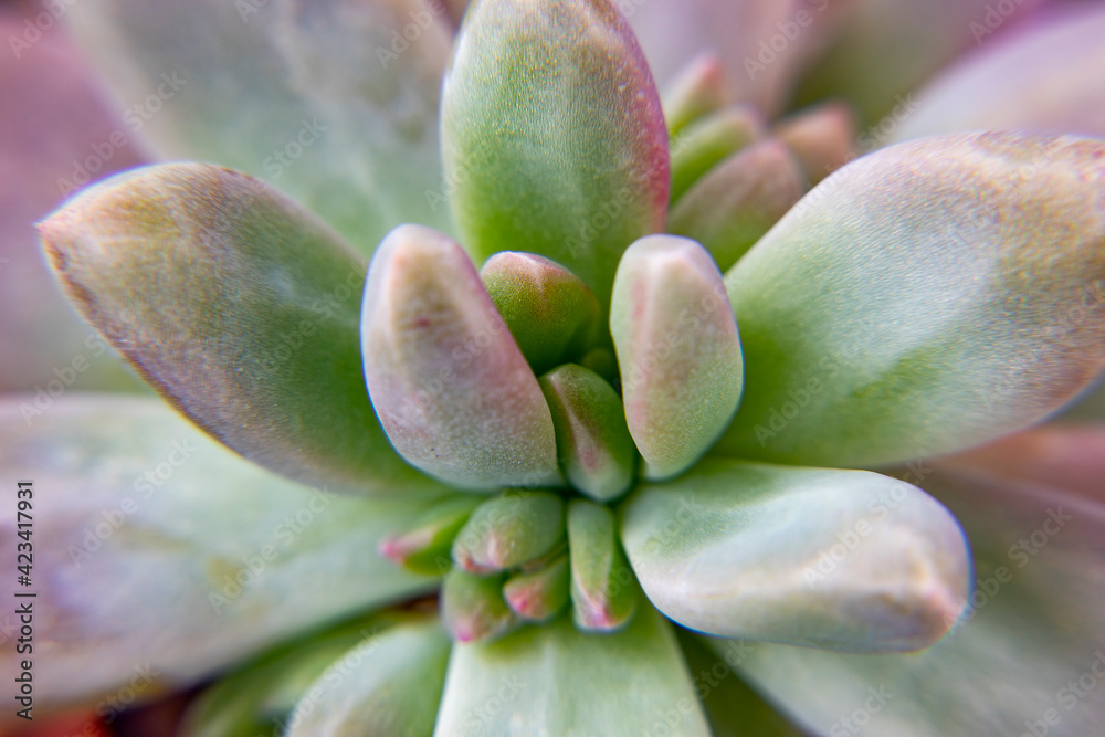 green succulent plant, macro photo, black and white
green succulent plant, macro photo, black and white