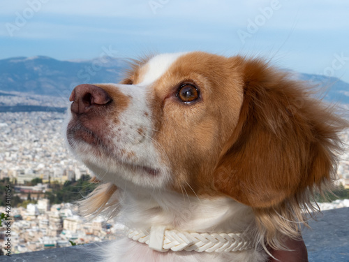 Cute dog on the top of the hill viewing Athens city © NIKOS