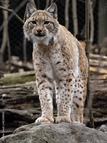 Adult Scandinavian Lynx, Lynx Lynx Lynx, stands on tribe and watches the surroundings © vladislav333222